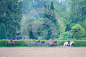 Watchful hunting dogs, hunter hounds, beagle dogs, pack of hounds walking between horses and riders