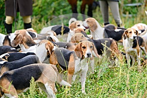 Watchful hunting dogs, hunter hounds, beagle dogs, beagle hounds waiting for hunt