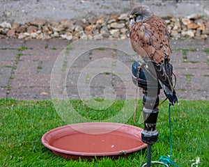 Watchful Kestrel, Falco tinnunculus, perched in falconry mews