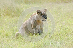 Watchful Lioness in African Savanna of Okavango Delta, Botswana