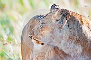 Watchful lioness in Serengeti, Tanzania, Africa, lion alert, lioness alerting