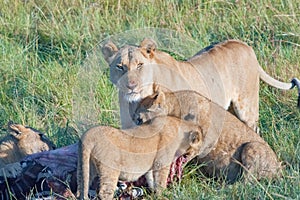 Watchful lioness watching out feeding of cubs in Serengeti, Tanzania, Africa, lion alert, lioness alerting
