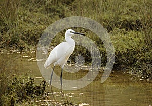 Watchful little egret in the swampland