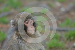 A watchful macaque observe the surroundings