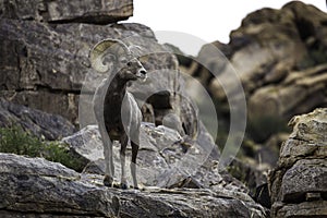 Bighorn Sheep Ram in Joshua Tree National Park