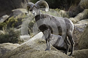 Bighorn Sheep Ram in Joshua Tree National Park