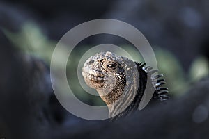 Watchful marine iguana, Galapagos Islands