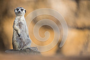 Watchful meerkat on guard