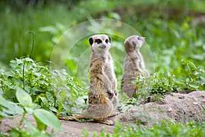 Watchful meerkat