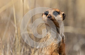 A watchful meerkat photographed in South Africa