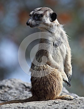Watchful meerkat standing guard