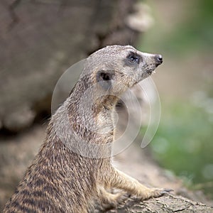 Watchful meerkat standing guard