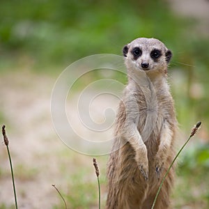 Watchful meerkat standing guard