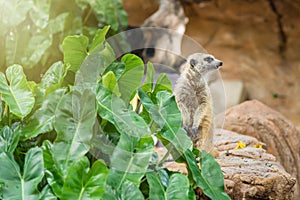 Watchful meerkat standing guard.Thailand.