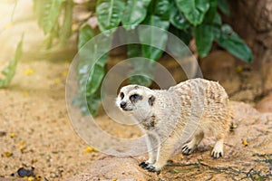 Watchful meerkat standing guard.Thailand.