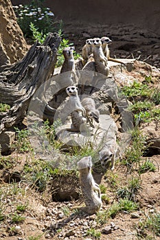 Watchful meerkats family standing guard