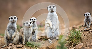 Watchful meerkats standing guard