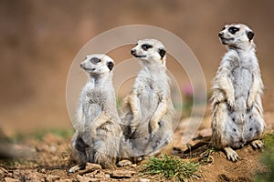 Watchful meerkats standing guard