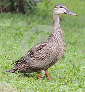 Watchful Momma Duck photo