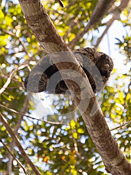 A watchful Monk Saki