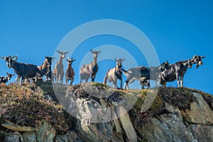 These watchful mountain goats watch hikers in the Dachstein Mountains.