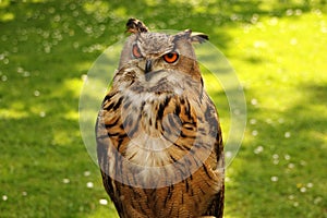 Watchful owl