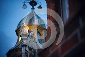 a watchful owl in a moonlit castle belfry