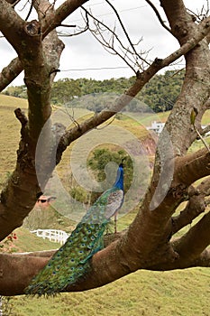 watchful peacock photo