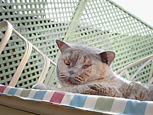 Watchful pedigree cat