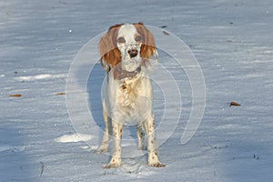 The watchful red and white puppy of spaniel