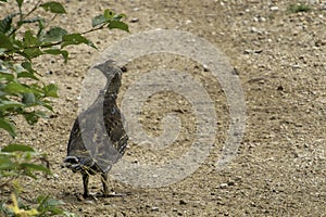 Watchful Ruffed Grouse