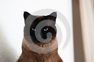 Siamese cat with narrowed eyes and menacing look