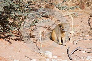 Watchful Southern African weasel