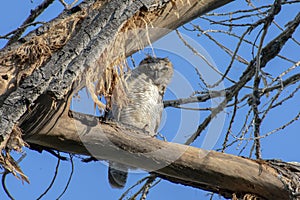 Watchful Young Great Horned Owl, in Colorado