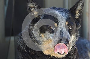 Watchfull blue heeler licking her nose