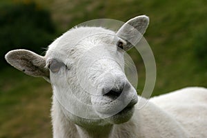 Watchfull ewe