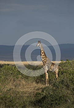 Watchfull Giraffe at Masai Mara