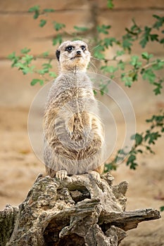 watching beautiful typical meercat photo