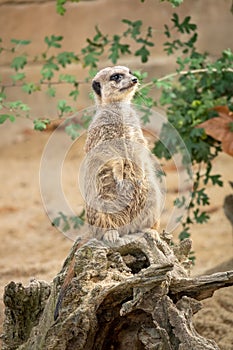 watching beautiful typical meercat photo