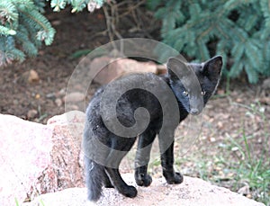 Watching black fox kit