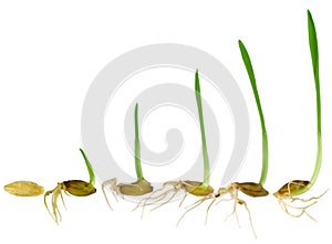 Watching blade of grass Grow