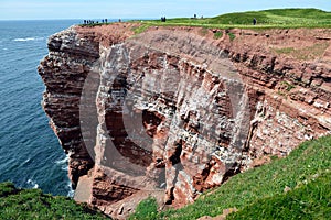 Watching Breeding Birds in the Cliffs of Helgoland