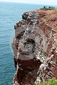 Watching Breeding Birds in the Cliffs of Helgoland