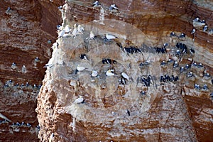 Breeding Birds in the Cliffs of Helgoland photo