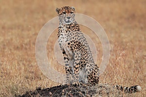 Watching cheetah in the savannah