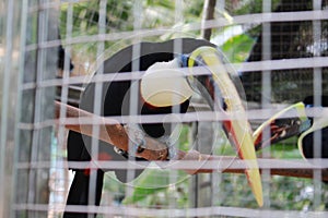 Watching close to the parrot