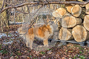 Watching dog in front of log pile of old willow tree.