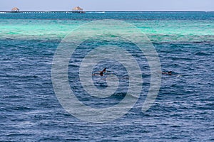 Watching dolphins in blue water at tropical island, Maldives