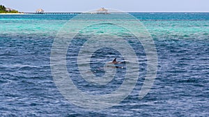 Watching dolphins in blue water at tropical island, Maldives