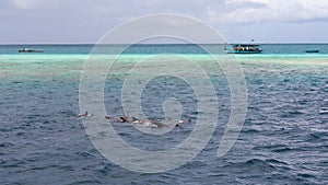Sledovanie delfíny v modrý voda na tropický ostrov maldivy 